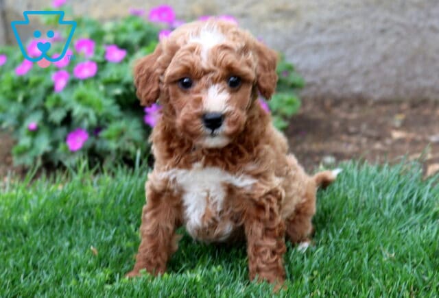 Bingo Mini Goldendoodle2 image