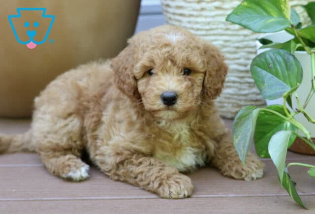 Bingo Mini Goldendoodle2 image
