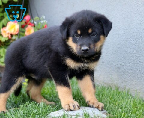 Bingo Rottie Mix