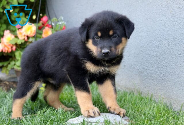 Bingo Rottie Mix image