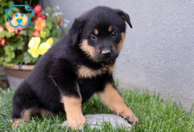 Bingo Rottie Mix2 image