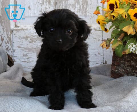 Black Toy Labradoodle puppy with wavy fur sitting on a soft blanket beside rustic floral decor
