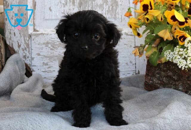 Bingo Toy Labradoodle image