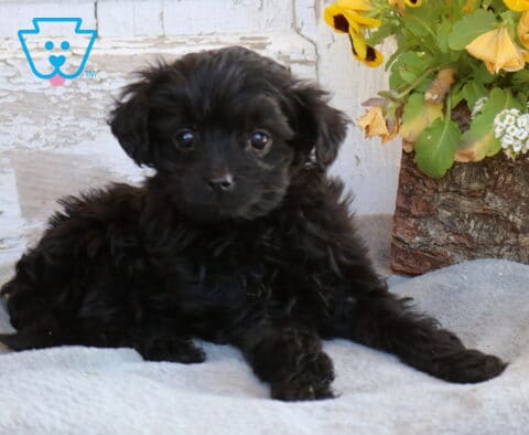 Bingo Toy Labradoodle2