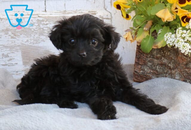 Bingo Toy Labradoodle2 image