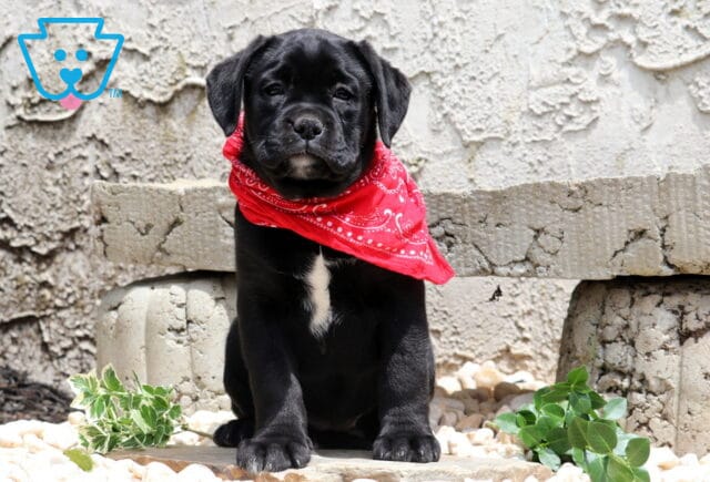 Bitsie Boxador image