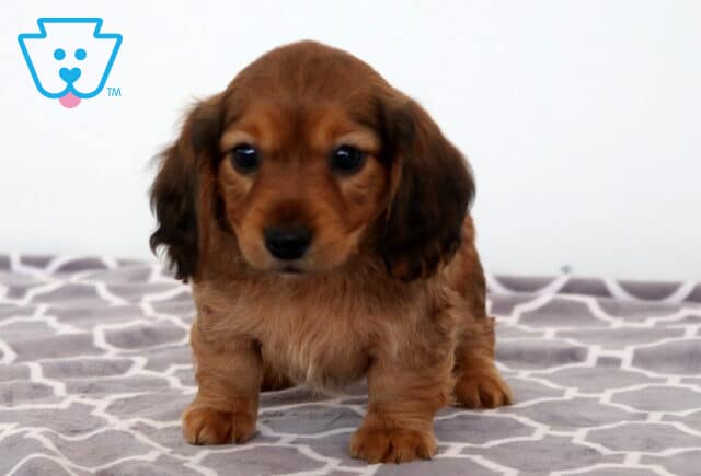Bitsy Mini Dachshund image