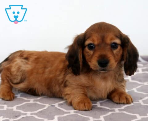 Bitsy Mini Dachshund2