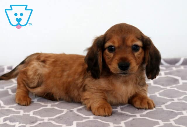 Bitsy Mini Dachshund2 image