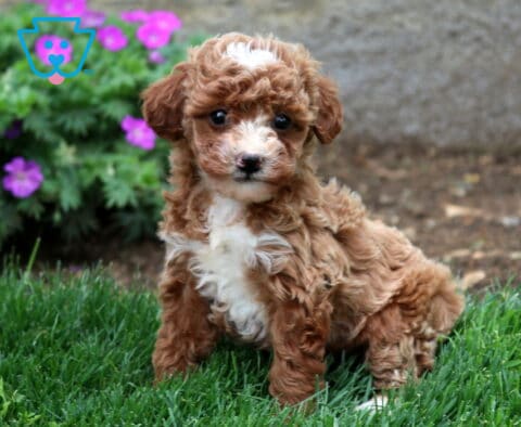 Bitsy Mini Goldendoodle