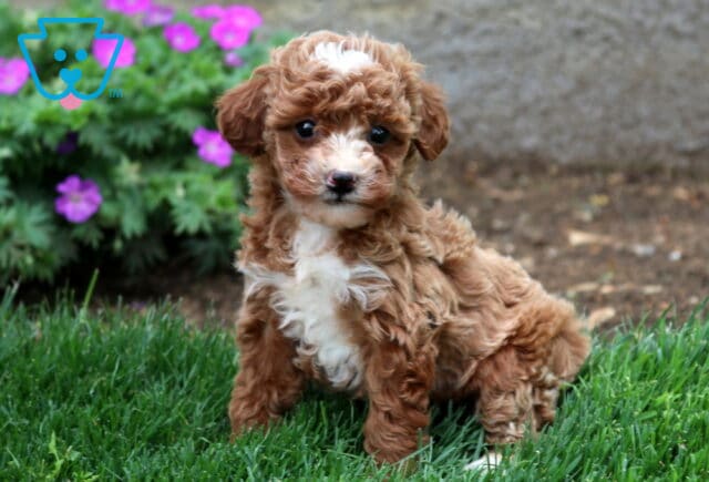 Bitsy Mini Goldendoodle image