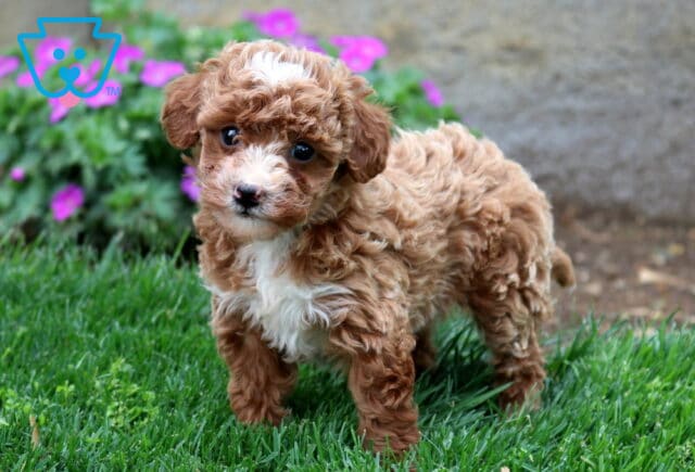 Bitsy Mini Goldendoodle2 image