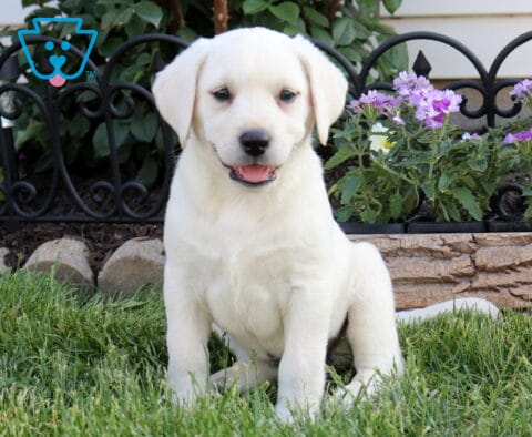 Bliss Eng Cream Lab