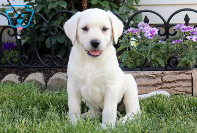 Bliss Eng Cream Lab image