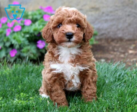 Blossom Mini Goldendoodle