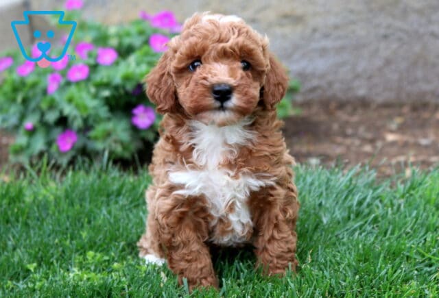 Blossom Mini Goldendoodle image
