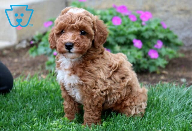 Blossom Mini Goldendoodle2 image