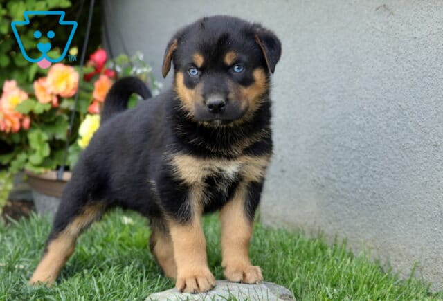 Blu Rottie Mix image