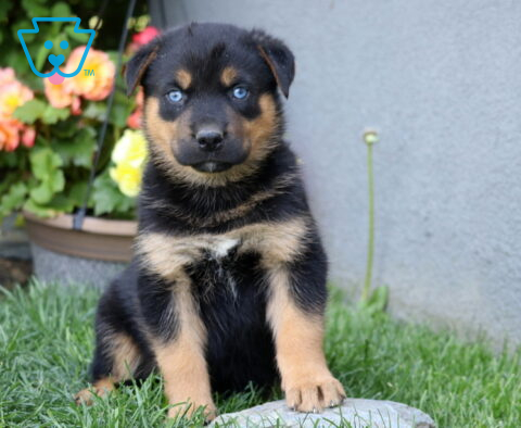 Blu Rottie Mix2