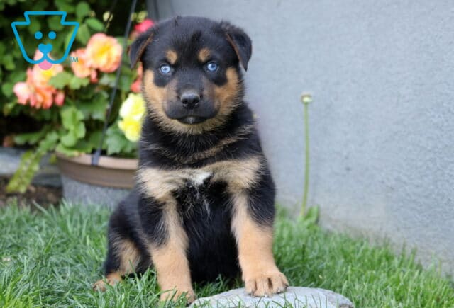 Blu Rottie Mix2 image