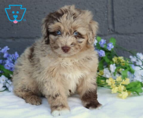 Blue Mini Aussiedoodle