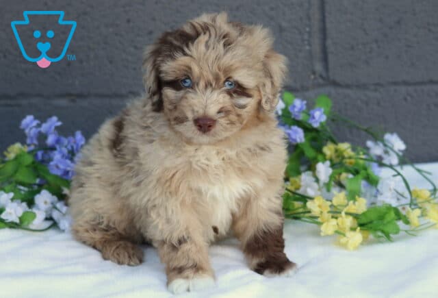 Blue Mini Aussiedoodle image
