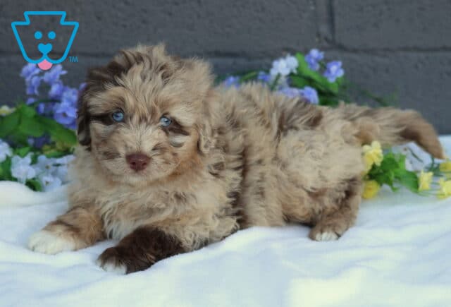 Blue Mini Aussiedoodle2 image