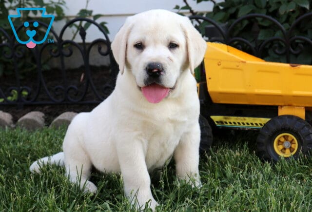 Bobby Eng Cream Lab image