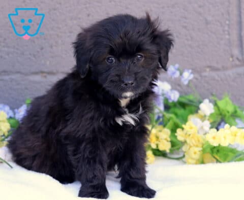 Bones Mini Aussiedoodle