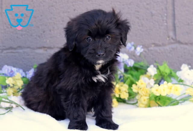 Bones Mini Aussiedoodle image