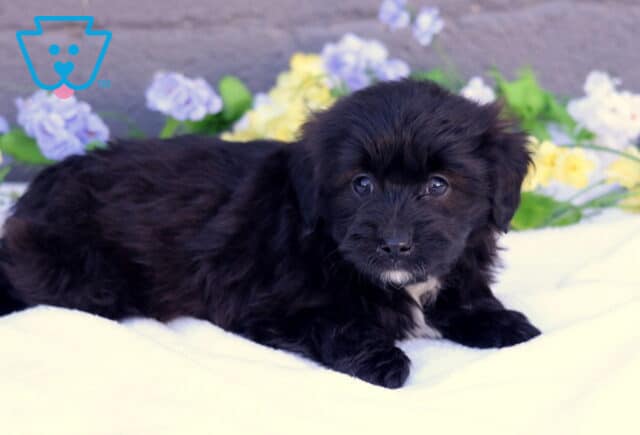 Bones Mini Aussiedoodle2 image