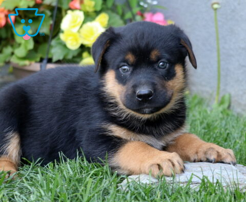 Bones ROttie Mix