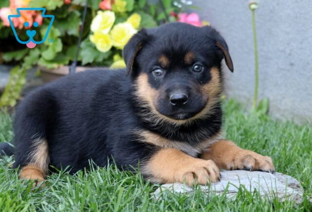 Bones ROttie Mix image