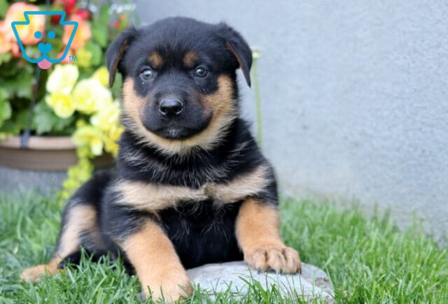 Bones ROttie Mix2 image