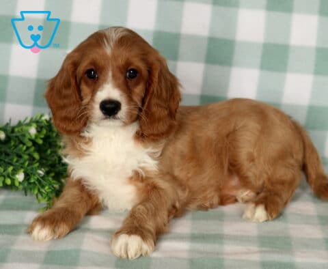 Boots Cavapoo