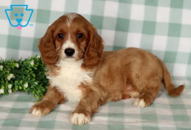 Boots Cavapoo image