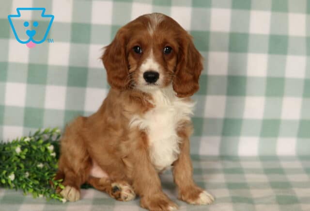 Boots Cavapoo2 image
