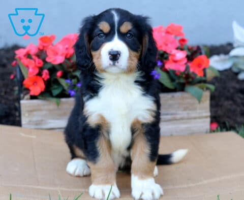 Boots Mini Bernese