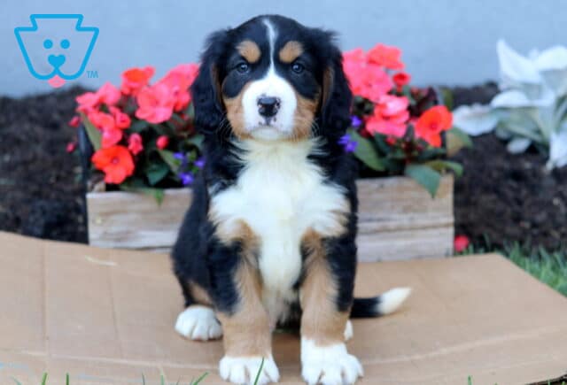 Boots Mini Bernese image