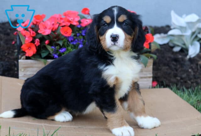 Boots Mini Bernese2 image
