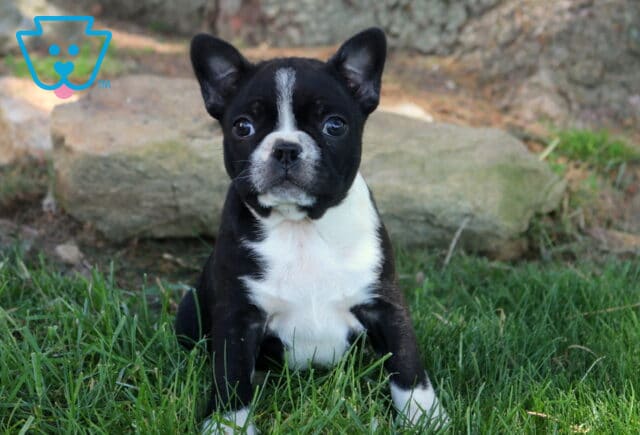 Black and white Boston Terrier puppy sitting in green grass with a crisp white chest and facial blaze, looking forward with a calm, attentive expression outdoors. image