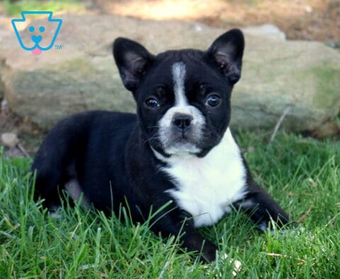Black and white Boston Terrier puppy lying in lush green grass with a bold white blaze and chest, looking alert with bright eyes in an outdoor setting.