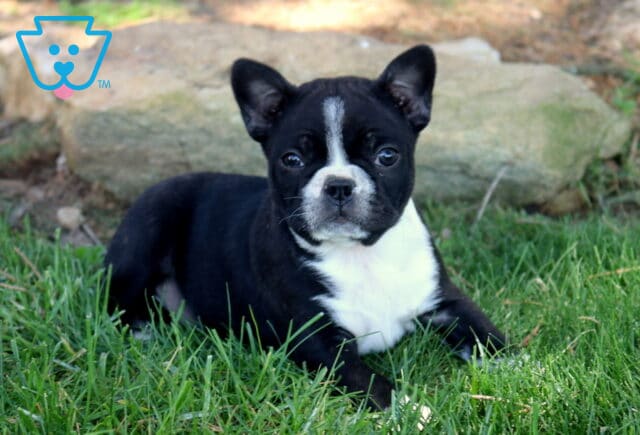Black and white Boston Terrier puppy lying in lush green grass with a bold white blaze and chest, looking alert with bright eyes in an outdoor setting. image
