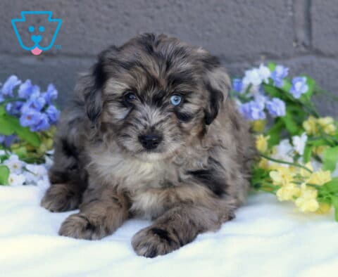 Braxton Mini Aussiedoodle