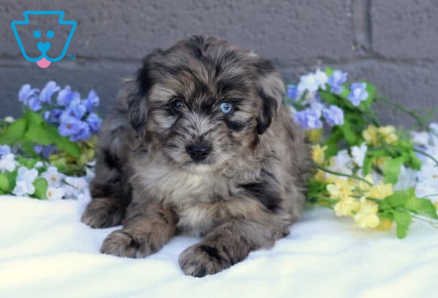 Braxton Mini Aussiedoodle image