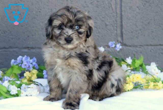 Braxton Mini Aussiedoodle2 image
