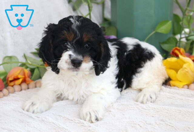 Breeze Cockapoo image