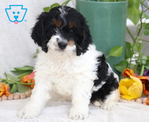 Breeze Cockapoo2