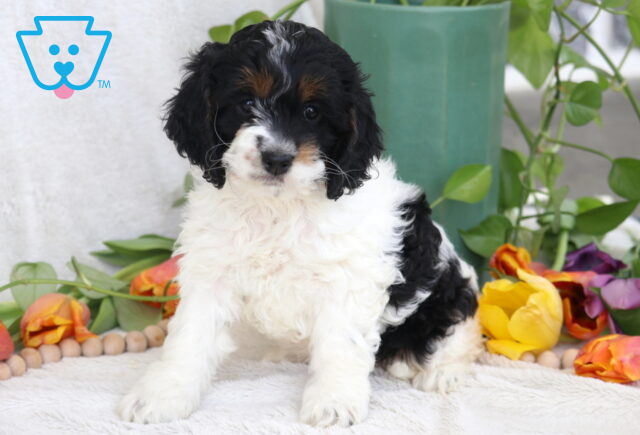 Breeze Cockapoo2 image