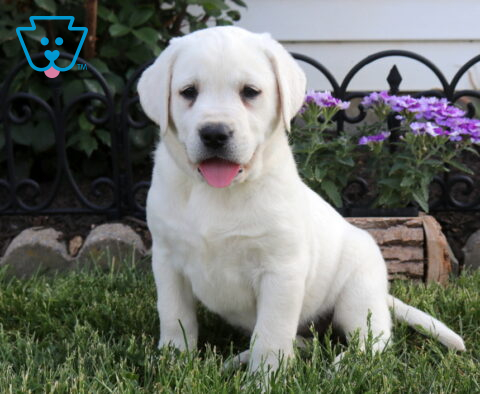 Breeze Eng Cream Lab
